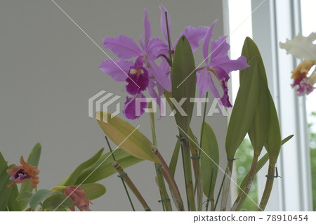 Yoran Ofuna Flower Center 78910454