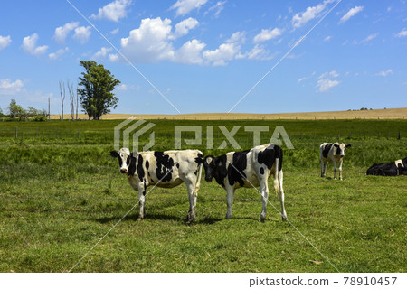 Steers fed on pasture, La Pampa, Argentina 78910457