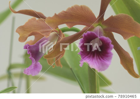 Yoran Ofuna Flower Center Yoran Ofuna Flower Center 78910465