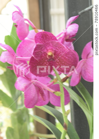 Yoran Ofuna Flower Center 78910466