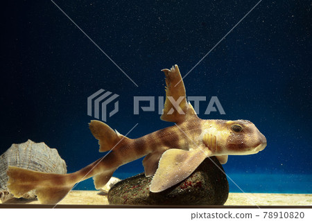 Bullhead shark, cat shark, shark, shark skin Bullhead shark, cat shark, shark, shark skin 78910820