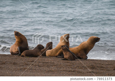 Mother  sea lion, Patagonia 78911373