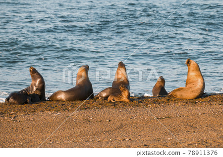 Mother and baby sea lion, Patagonia 78911376