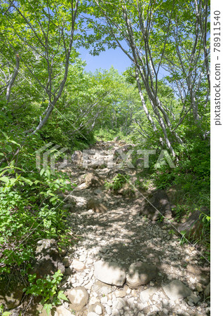 Scenery of the mountain trail of Mt. Nasu, Tochigi Prefecture 78911540