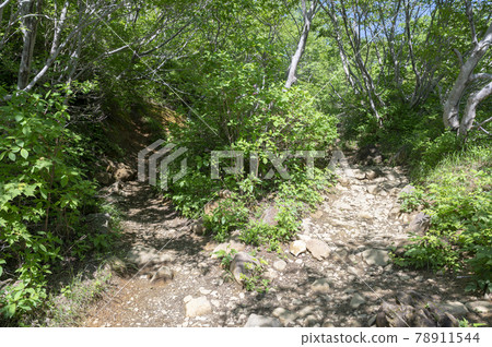 櫪木縣那須山的山路風景 78911544