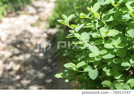 Plants and mountain trails on Mt. Nasu, Tochigi Prefecture 78911547