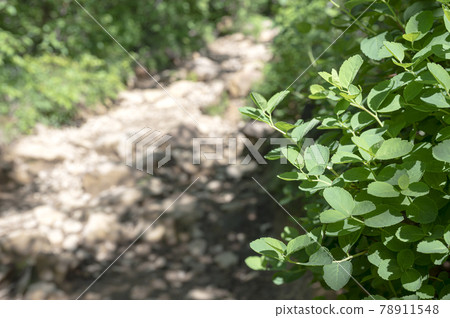 Plants and mountain trails on Mt. Nasu, Tochigi Prefecture 78911548