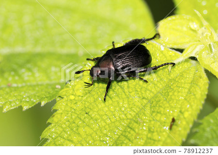 東方甲蟲黑型 東方甲蟲黑型 78912237