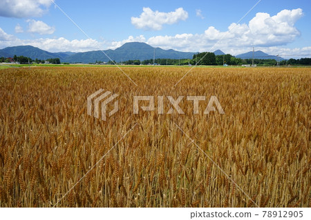 Mugiaki：銀河系的力量 78912905