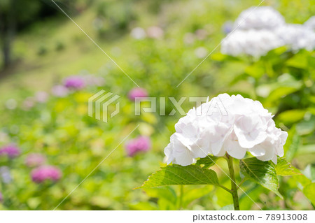 Hydrangea that blooms in full bloom Hydrangea that blooms in full bloom 78913008