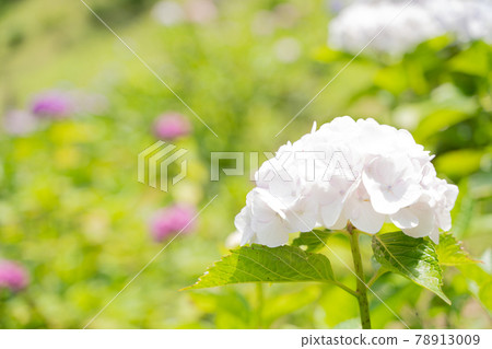 Hydrangea that blooms in full bloom 78913009
