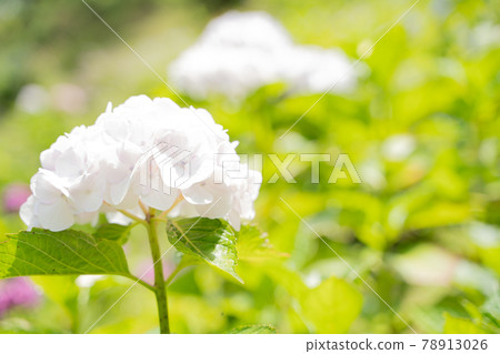 盛開的繡球花 盛開的繡球花 78913026