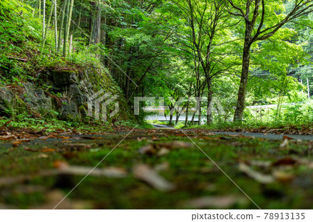 Forest bathing Forest bathing 78913135