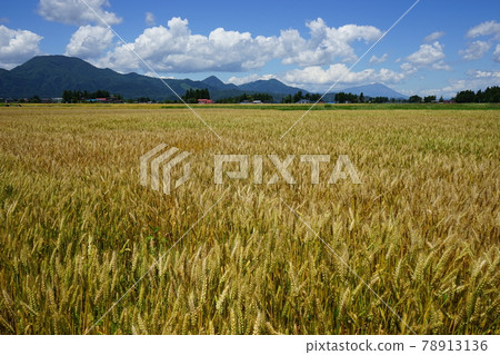 Mugiaki Mochihime 78913136