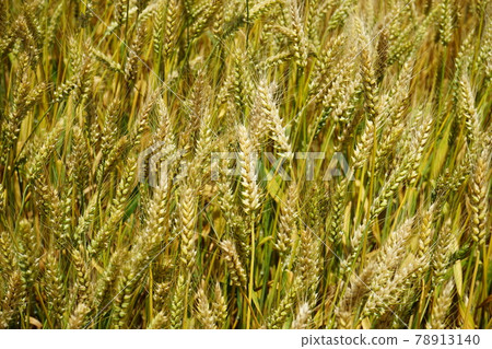 Mugiaki Mochihime 78913140