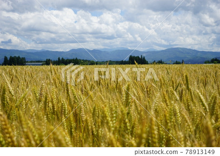 Mugiaki Mochihime 78913149