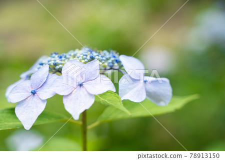 Forehead hydrangea image 78913150