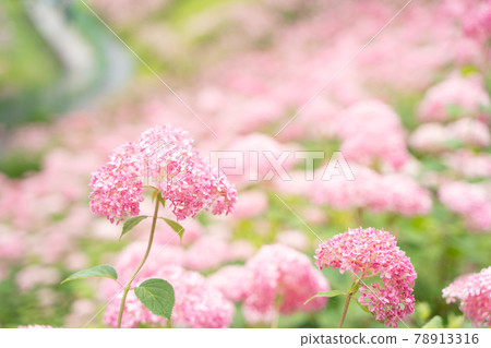 Pink Annabel that blooms in full bloom Pink Annabel that blooms in full bloom 78913316