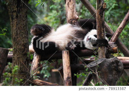 Childhood panda Childhood panda 78913387