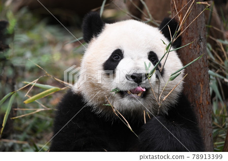 Up during meals of childhood pandas Up during meals of childhood pandas 78913399