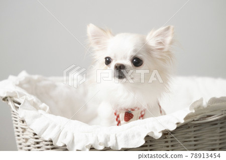 在籃子的白色長的外套奇瓦瓦狗 在籃子的白色長的外套奇瓦瓦狗 78913454
