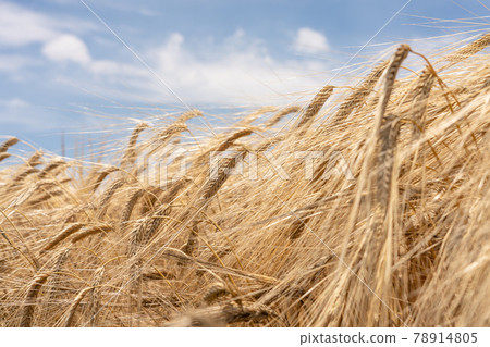 Mugi-autumn beer barley at harvest time Wheat field (May) Mugi-autumn beer barley at harvest time Wheat field (May) 78914805