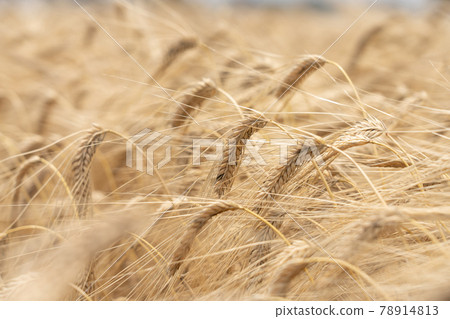 Mugi-autumn beer barley at harvest time Wheat field (May) Mugi-autumn beer barley at harvest time Wheat field (May) 78914813