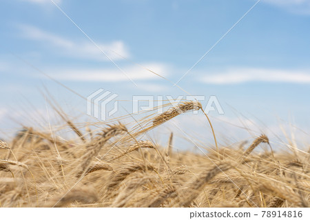 Mugi-autumn beer barley at harvest time Wheat field (May) 78914816
