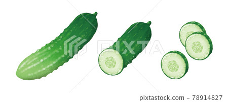 Cucumber illustration Cucumber illustration 78914827