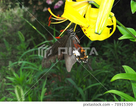 來到金虎百合的鳳蝶 來到金虎百合的鳳蝶 78915309
