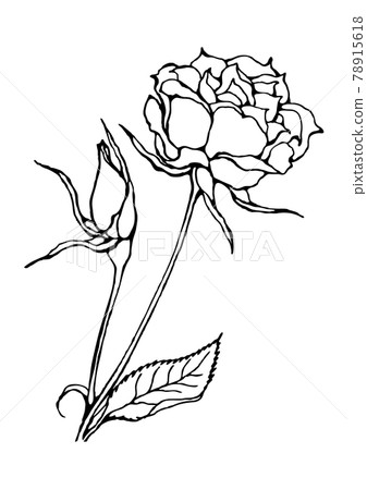 黑白線描玫瑰圖 78915618