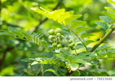 Sansho fruit in the fresh green (May) Home garden 78915680