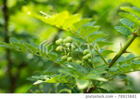 新鮮綠色的山椒果 五月 家庭菜園 照片素材 圖片 圖庫