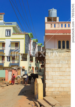 India_Landscape with cows 78916291