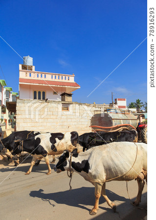 India_Landscape with cows 78916293