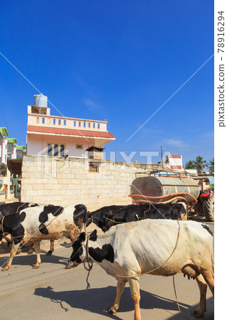India_Landscape with cows 78916294