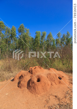 India_A view with an anthill India_A view with an anthill 78916413