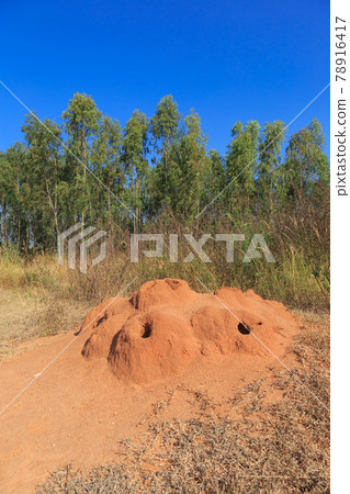 India_A view with an anthill India_A view with an anthill 78916417