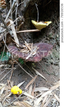 mushroom mushroom 78916536