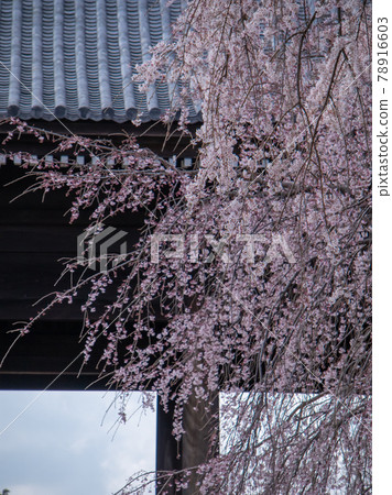 Drooping cherry tree 78916603