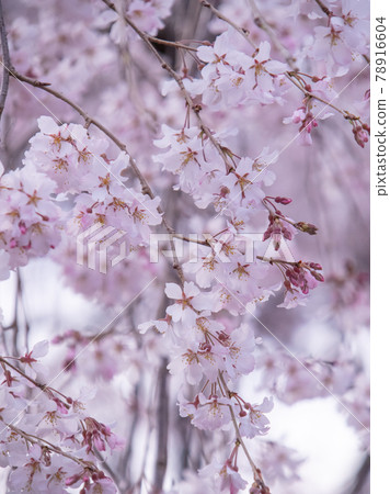 Drooping cherry tree Drooping cherry tree 78916604