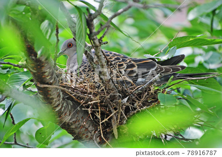 Turtle dove from incubation to fledging 78916787