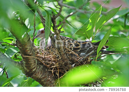Turtle dove from incubation to fledging Turtle dove from incubation to fledging 78916788