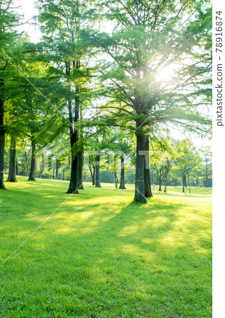 公園草地，樹木，陰影，透過樹木的陽光（Hiruzen Plateau） 78916874