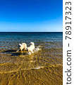 Two happy dogs play in the water. 78917323