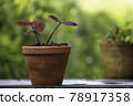 A caladium tree with red leaves in an earthenware pot  78917358