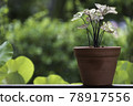A caladium plant with light pink curled leaves in an earthenware pot 78917556