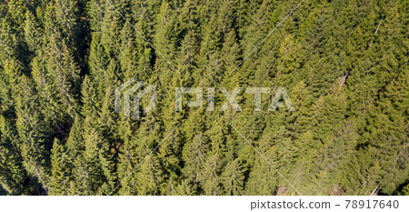 Abstract aerial photograph of a coniferous forest on a mountain slope in the Harz Mountains Abstract aerial photograph of a coniferous forest on a mountain slope in the Harz Mountains 78917640