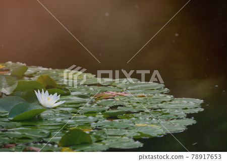 Water lily field with a white flower of a water lily, with intentional sunspots and overexposure in backlighting 78917653