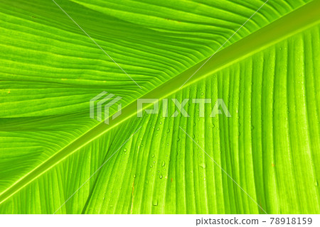 Banana leaf Banana leaf 78918159